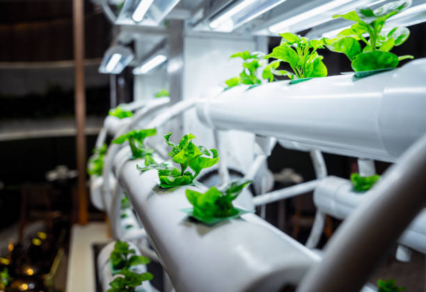 Hydroponic system with green leafy plants growing in vertical tubes under LED lights.