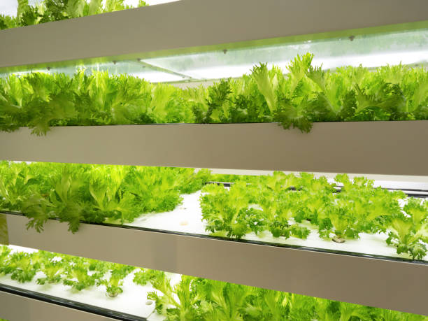 Cultivation of frilled lettuce in a vegetable factory
